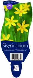 Sisyrinchium californicum 'Yellowstone' ; P11
