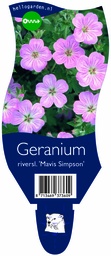 Geranium riversl. 'Mavis Simpson' ; P11