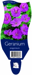 Geranium sanguineum ; P11