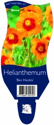 Helianthemum 'Ben Heckla' ; P11