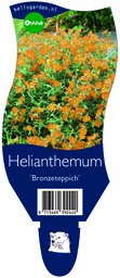 Helianthemum 'Bronzeteppich' ; P11