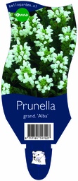 Prunella grand. 'Alba' ; P11