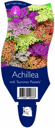 Achillea mill. 'Summer Pastels' ; P11