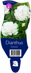 Dianthus 'Cosmos' ; P11