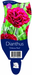 Dianthus 'Odessa Red' ; P11
