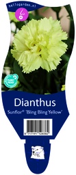 Dianthus Sunflor® 'Bling Bling Yellow' ; P11