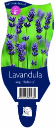 Lavandula ang. 'Hidcote' ; P11