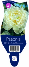Paeonia (LD) 'Duch. de Nemours' ; P11