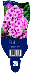 Phlox (P) 'Bright Eyes' ; P11