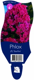 Phlox (P) 'Starfire' ; P11