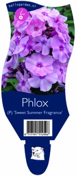 Phlox (P) 'Sweet Summer Fragrance' ; P11