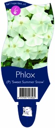 Phlox (P) 'Sweet Summer Snow' ; P11