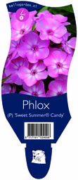 Phlox (P) 'Sweet Summer® Candy' ; P11