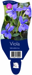 Viola labradorica ; P11