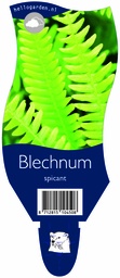 Blechnum spicant ; P11