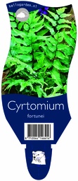 Cyrtomium fortunei ; P11