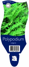 Polypodium vulgare ; P11