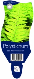 Polystichum set. 'Herrenhausen' ; P11