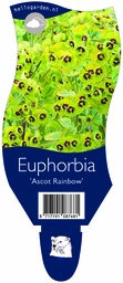 Euphorbia 'Ascot Rainbow' ; P11