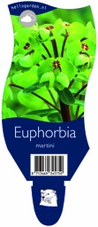 Euphorbia martini ; P11