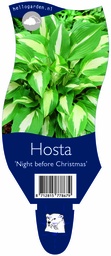 Hosta 'Night before Christmas' ; P11