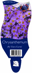 Chrysanthemum (R) 'Clara Curtis' ; P11