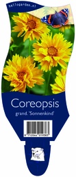 Coreopsis grand. 'Sonnenkind' ; P11