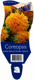 Coreopsis grand. Solanna Golden Sphere ; P11