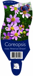 Coreopsis rosea 'American Dream' ; P11