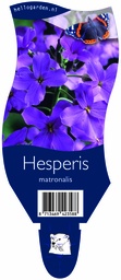 Hesperis matronalis ; P11