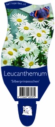 Leucanthemum 'Silberprinzesschen' ; P11