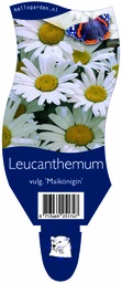 Leucanthemum vulg. 'Maikönigin' ; P11
