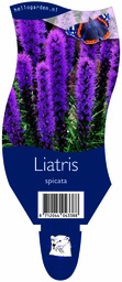 Liatris spicata ; P11