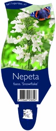 Nepeta faass. 'Snowflake' ; P11