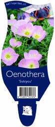 Oenothera 'Siskiyou' ; P11