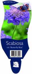 Scabiosa col. 'Butterfly Blue' ; P11