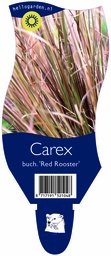 Carex buch. 'Red Rooster' ; P11