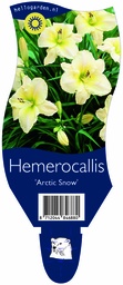 Hemerocallis 'Arctic Snow' ; P11