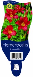 Hemerocallis 'Pardon Me' ; P11