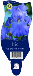 Iris (G) 'Empress of India' ; P11