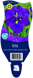 Iris ensata Dinner Plate Blueberry Pie ; P11