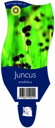 Juncus ensifolius ; P11