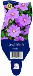 Lavatera 'Rosea' ; P11