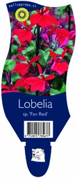 Lobelia sp. 'Fan Red' ; P11