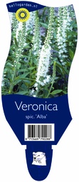 Veronica spic. 'Alba' ; P11