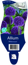 Allium 'Millennium' ; P11