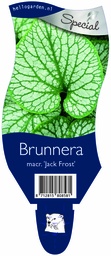 Brunnera macr. 'Jack Frost' ; P11