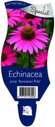 Echinacea purp. 'Sensation Pink' ; P11
