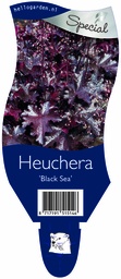 Heuchera 'Black Sea' ; P11