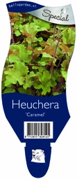 Heuchera 'Caramel' ; P11